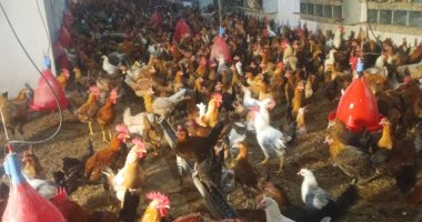 أسعار الفراخ والبط البلدي في أسواق الأقصر اليوم الجمعة 23 يناير 2026