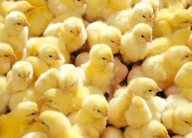 أسعار الكتاكيت البلدي اليوم السبت 24 يناير 2026 في بورصة الدواجن