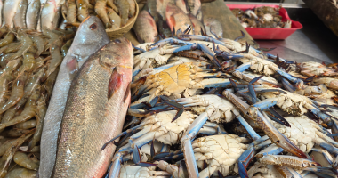 أسعار الأسماك في مطروح اليوم الأحد 25-1-2026 – اللوت 200 جنيه