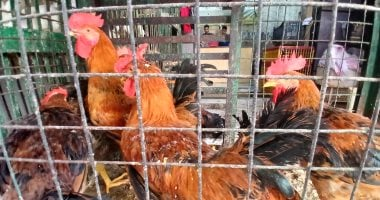 استقرار أسعار الفراخ البيضاء والبلدى في الأقصر 26 يناير 2026