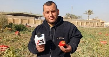 كيلو الطماطم بـ 8 جنيهات.. بشاير الخير من الشرقية