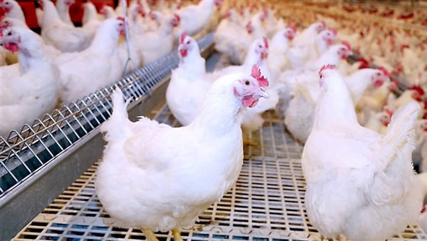 72 جنيهاً.. أسعار الفراخ والبيض اليوم الإثنين 26 يناير 2026 في مصر