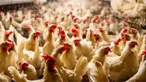 أسعار الدواجن البيضاء في التعاملات المسائية اليوم الإثنين 26 يناير 2026