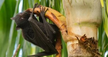 لماذا يعد فيروس نيباه خطرًا على الصحة العامة؟ أبرز مخاطره