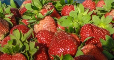 أسعار الفاكهة في أسواق بورسعيد الخميس 29-1-2026