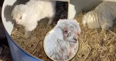 خروف صينى يتظاهر بالموت حينما يقترب منه أحد ويعرف بدراما كوين