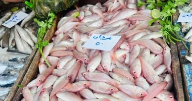 المرجان 50 جنيها والبلطي 40 جنيها في كفر الشيخ الجمعة 30 يناير