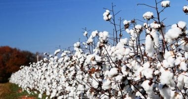 لماذا يعتبر القطن المصري الأكثر شهرة في العالم؟