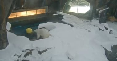 دب قطبى يحوّل العاصفة إلى لحظات مرح بعد تساقط كثيف للثلوج