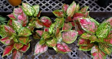 5 نباتات تتغلب على كآبة الشتاء وتضيء بيتك.. السيلفر بوتوس الأبرز