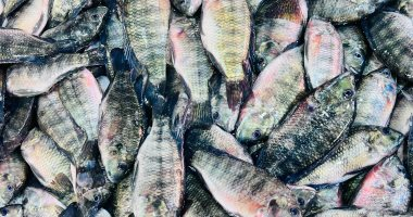 البلطي 50 جنيها – أسعار الأسماك بكفر الشيخ الاثنين 2 فبراير 2026