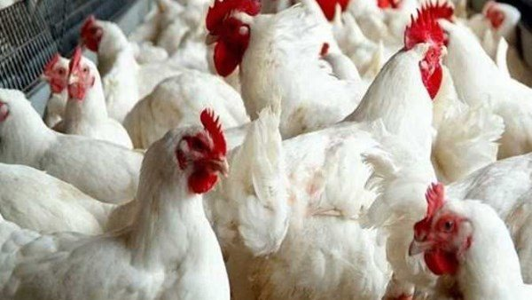 سعر كيلو الدواجن البيضاء في التعاملات المسائية الثلاثاء 3 فبراير 2026