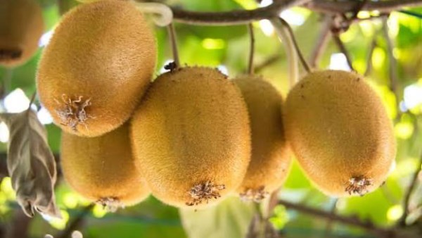 ماذا يحدث للجسم عند تناول الكيوي؟ أبرز فوائد تعزيز المناعة