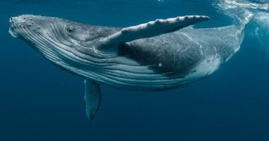 اليوم العالمى للحيتان: حماية عمالقة البحار والحفاظ على المناخ