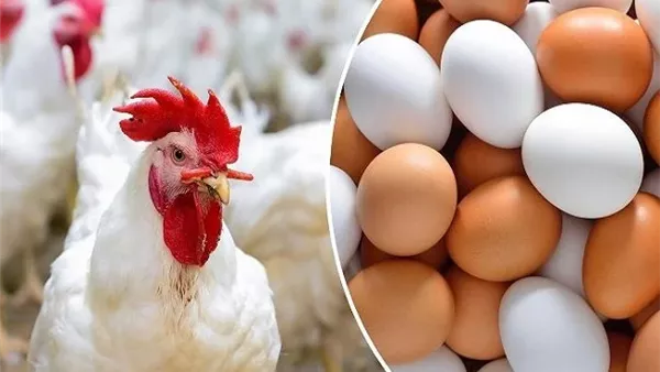 أسعار الفراخ اليوم في المزارع والمحال: البيضاء والساسو والبلدي