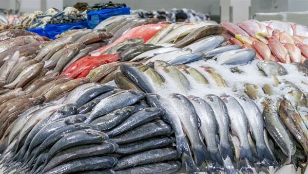 أسعار الأسماك في التعاملات المسائية الثلاثاء 17 فبراير 2026