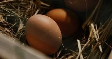 تفسير حلم البيض: معانٍ متنوعة في الحياة