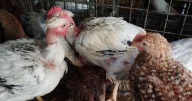 أسعار الفراخ البيضاء بالمنوفية اليوم الأحد 22-2-2026