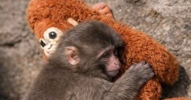 تفسير حلم القرد: الخداع والمكر أم رغبة في استعادة الفرح