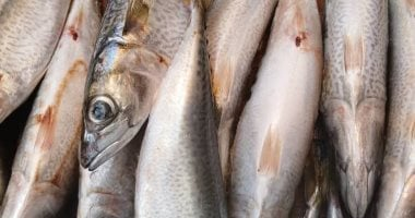 استقرار أسعار البلطى والبورى في الإسكندرية اليوم
