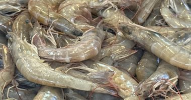 كابوريا على قد الإيد في سوق بورسعيد.. أشهى المأكولات البحرية في رمضان