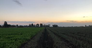 التقلبات تضرب المحاصيل ورئيس مركز المناخ يضع خطة لإنقاذ الموسم