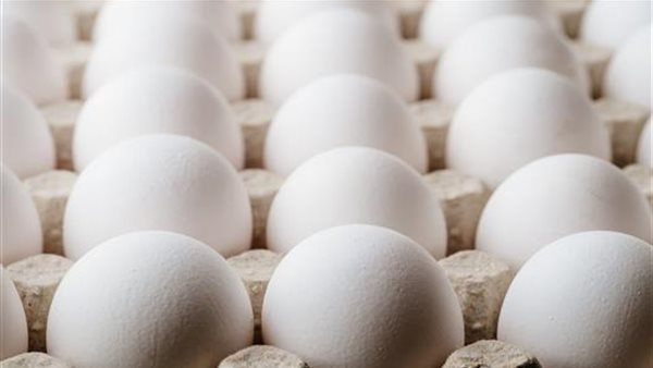 أسعار كرتونة البيض في مصر يوم السبت 28 فبراير 2026