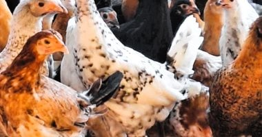 الفراخ البيضاء عند 110 جنيهات.. أسعار الدواجن في أسواق الأقصر الأحد