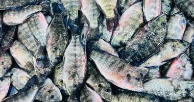 سعر البلطي في القليوبية اليوم 2-3-2026