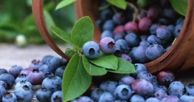 أفضل مزيج غذائي من مكونين لدعم صحة الدماغ وتعزيز الإدراك