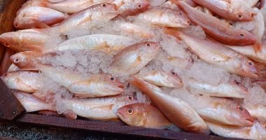 اجعله فطورك: السمك غني بالبروتين ويحسن التركيز إن أكلته بهذه الطريقة