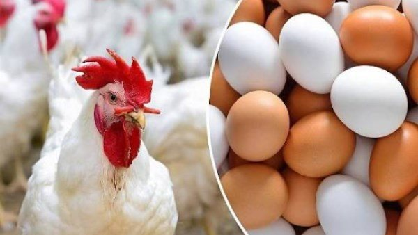 ارتفاع جديد بأسعار الدواجن الثلاثاء 3 مارس