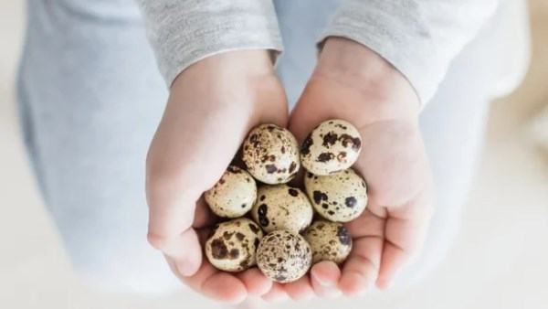 ما تأثير بيض السمان على جسمك أثناء السحور؟