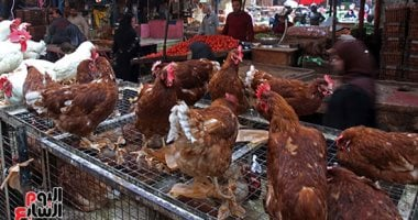 أسعار الدواجن في الإسكندرية 3-3-2026: الفراخ البيضاء 120 جنيها
