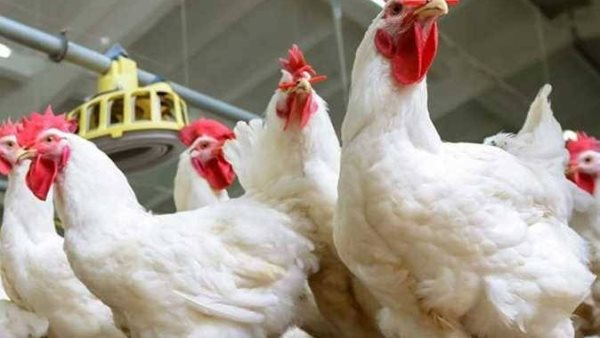 أسعار الفراخ البيضاء والدواجن في أسواق مصر الأحد 8 مارس 2026