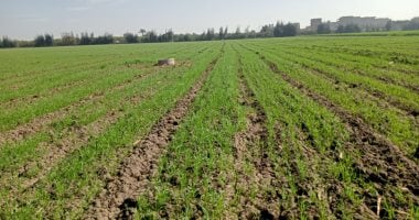 وزير الزراعة: القمح أولوية الدولة وتوريد 5 ملايين طن مستهدف