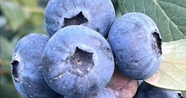 التوت الأزرق يحقق أرباحاً تفوق الذهب وأغلى من الموالح في مصر