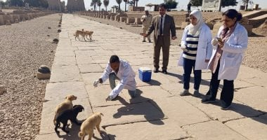 وزارة الزراعة: تحصين وتعقيم 18 ألف كلب ضمن الحملة القومية ضد السعار