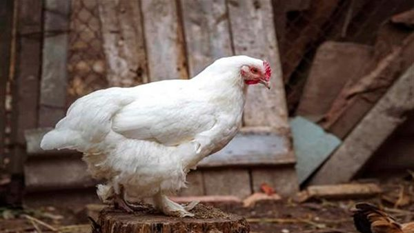 تراجع أسعار الفراخ البيضاء في بورصة الدواجن السبت 14 مارس 2026