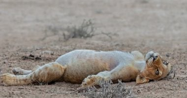 شبل أسد شبعان يثير إعجاب محبي الحياة البرية