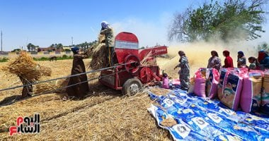 مصر تبدأ موسم حصاد القمح منتصف أبريل