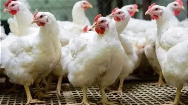 أسعار الدواجن اليوم السبت 21-3-2026 بالسوق المصري