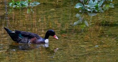 تدفق المياه ينعش وادي الحمدة بالباحة ويعزز جاذبيته السياحية