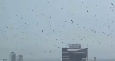 آلاف الغربان تثير الذعر فوق تل أبيب: نذير شؤم أم ظاهرة طبيعية؟