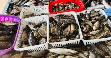 البلطي بـ 70 جنيها.. أسعار الأسماك في كفر الشيخ 25 مارس 2026