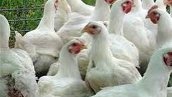 أسعار الدواجن مساء الخميس 26 مارس 2026 في الأسواق