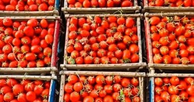 سعر الطماطم اليوم وخضار أسواق القليوبية الخميس 26-3-2026