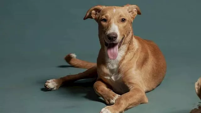 تربية الكلاب قد ترفع مخاطر الربو لدى الأطفال: دراسة تكشف